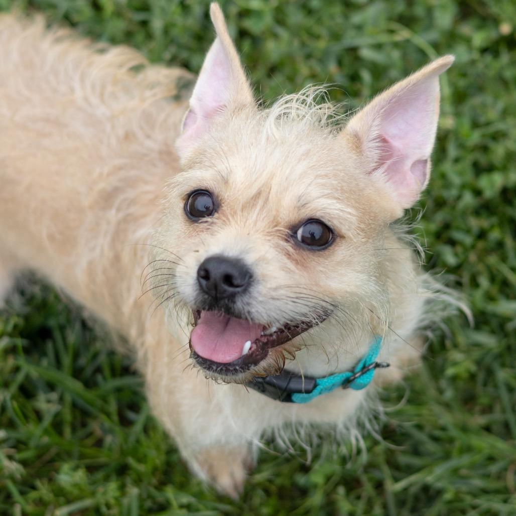 Enlarge Kali, a Adoptable mixed breed in Newark, DE image 4/6