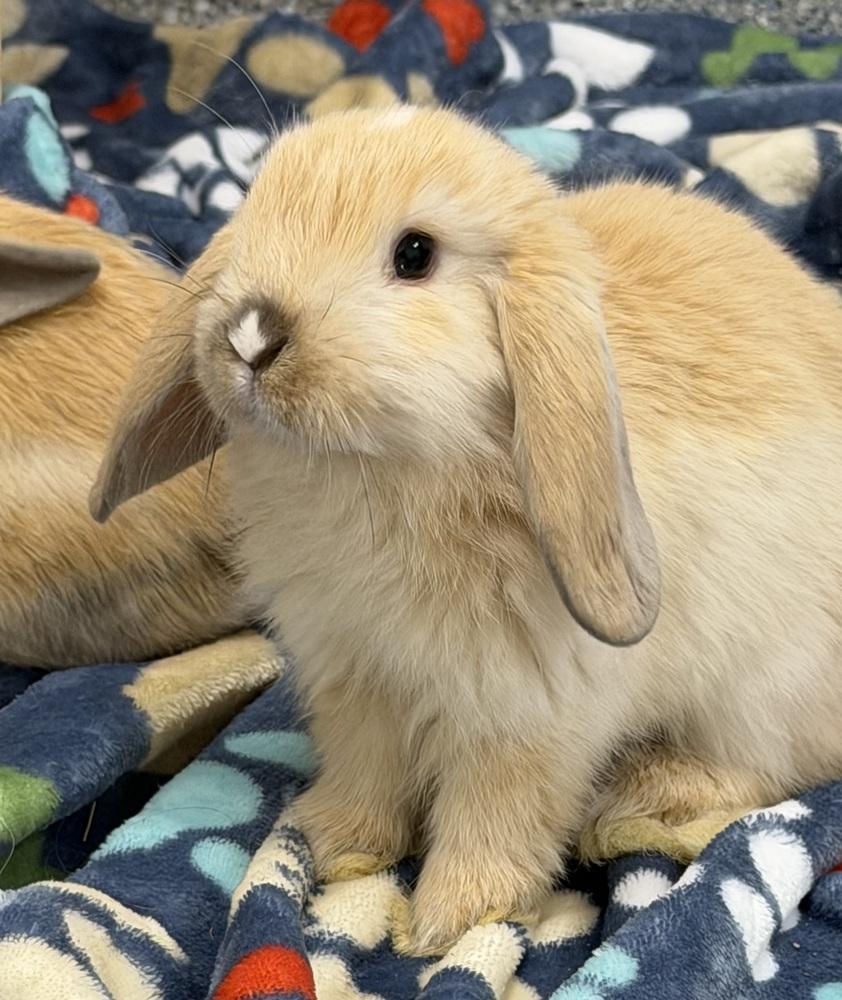 Comet, Adopted, Young Female Holland Lop.