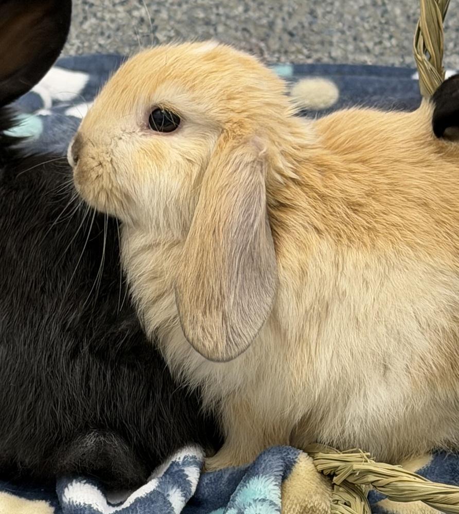 Enlarge Comet, a Adopted Holland Lop in Westford, MA image 2/2