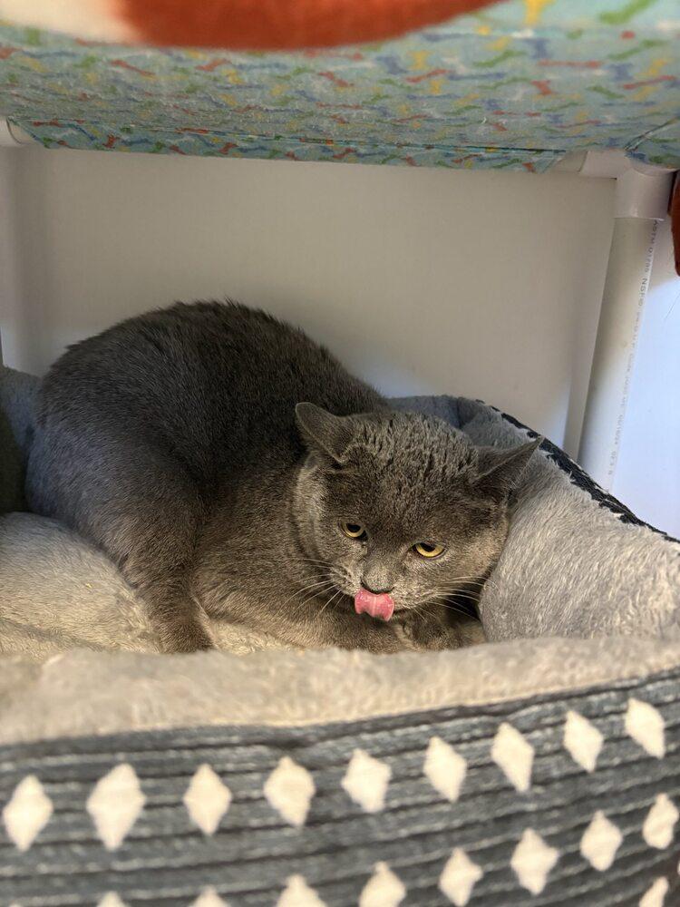 Gale, Adoptable, Young Female Domestic Short Hair.