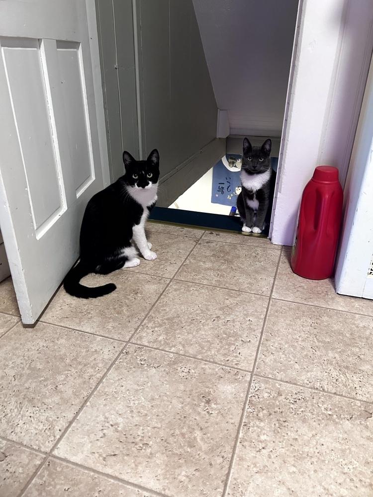 Eddie, Adopted, Young Male Domestic Short Hair.