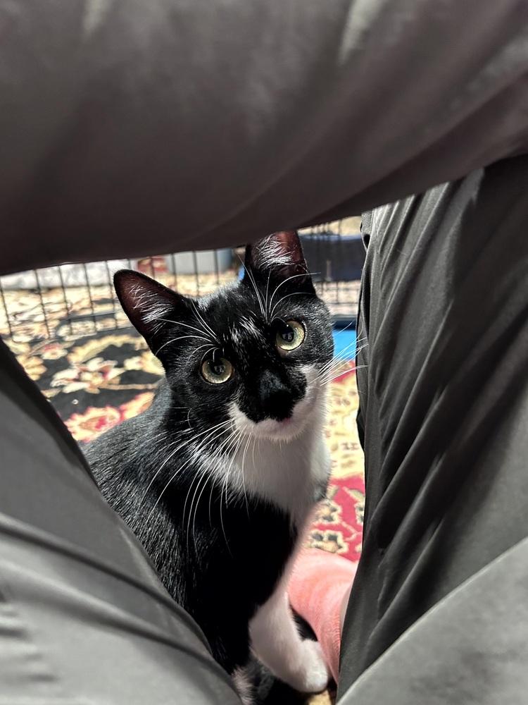 Enlarge Eddie, a Adopted Domestic Short Hair in Walla Walla, WA image 2/3