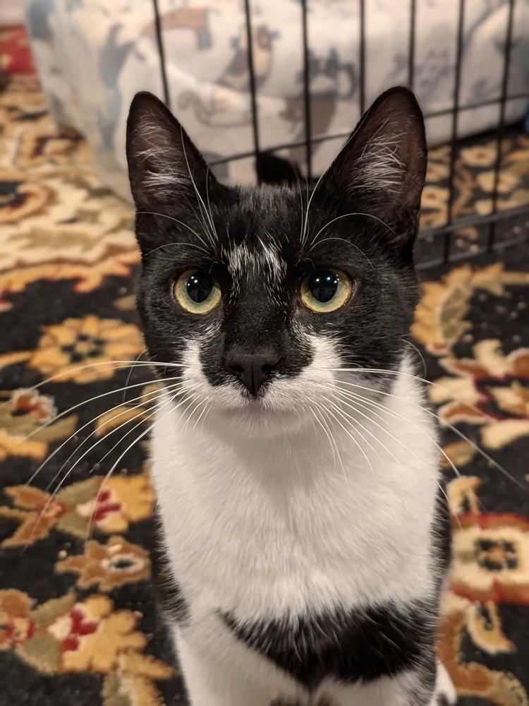 Enlarge Eddie, a Adopted Domestic Short Hair in Walla Walla, WA image 3/3