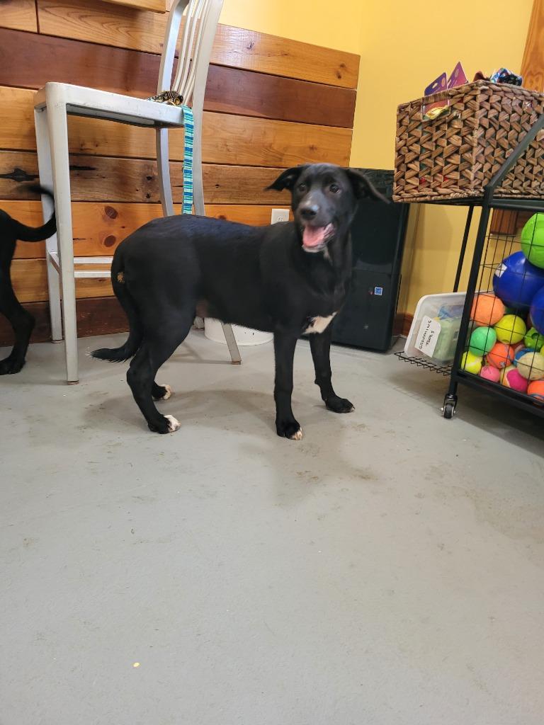Enlarge Georgia, a Adoptable mixed breed in Lawrenceburg, TN image 1/5