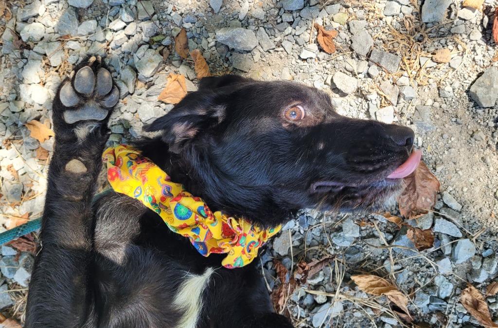 Enlarge Georgia, a Adoptable mixed breed in Lawrenceburg, TN image 2/5
