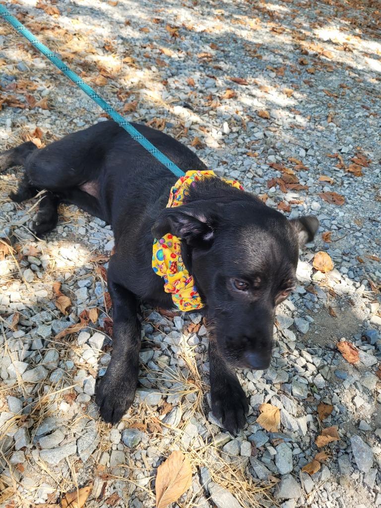 Enlarge Georgia, a Adoptable mixed breed in Lawrenceburg, TN image 3/5