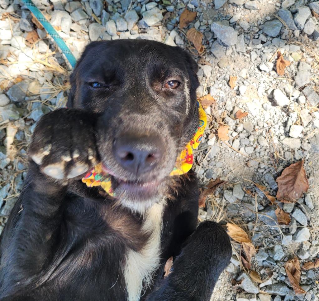 Enlarge Georgia, a Adoptable mixed breed in Lawrenceburg, TN image 5/5