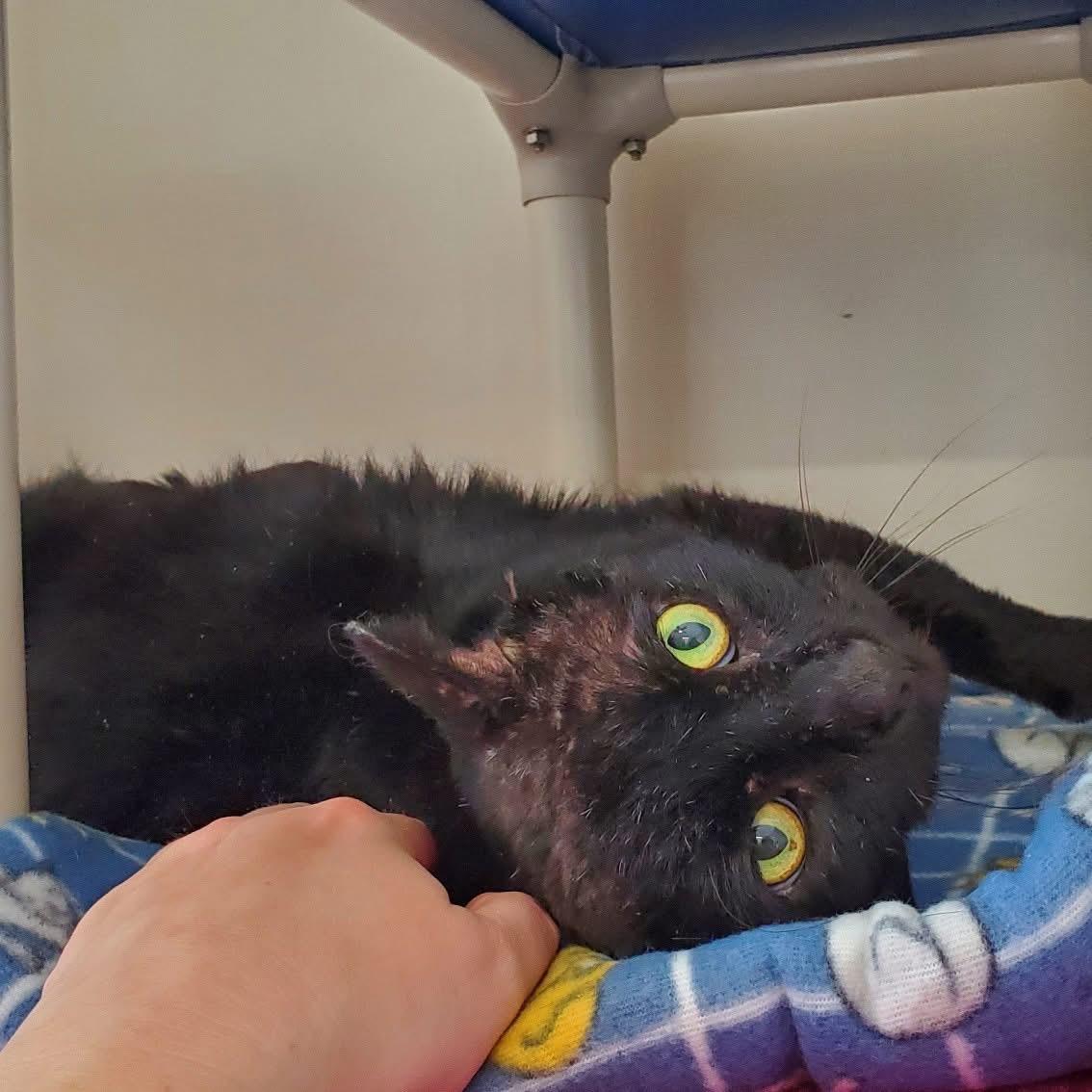 Enlarge Mr Crisp, a ADOPTABLE Domestic Short Hair in Hutchinson, MN image 6/6