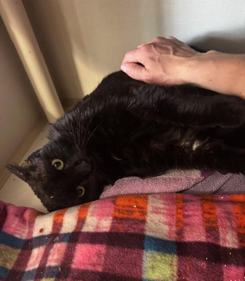 Enlarge Mr Crisp, a ADOPTABLE Domestic Short Hair in Hutchinson, MN image 5/6