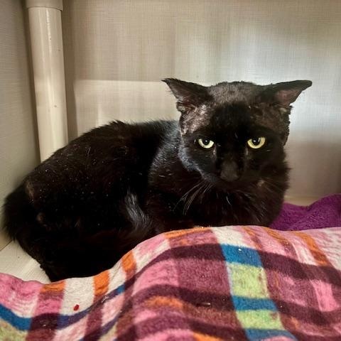 Enlarge Mr Crisp, a ADOPTABLE Domestic Short Hair in Hutchinson, MN image 4/6