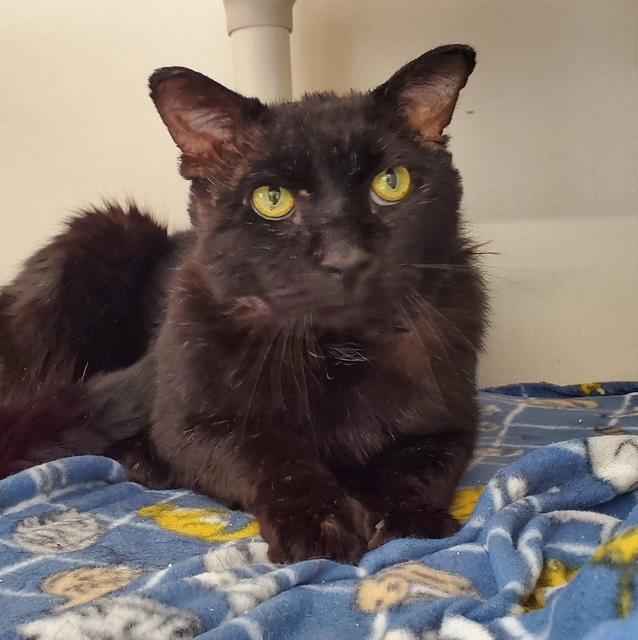 Mr Crisp, ADOPTABLE, Adult Male Domestic Short Hair.