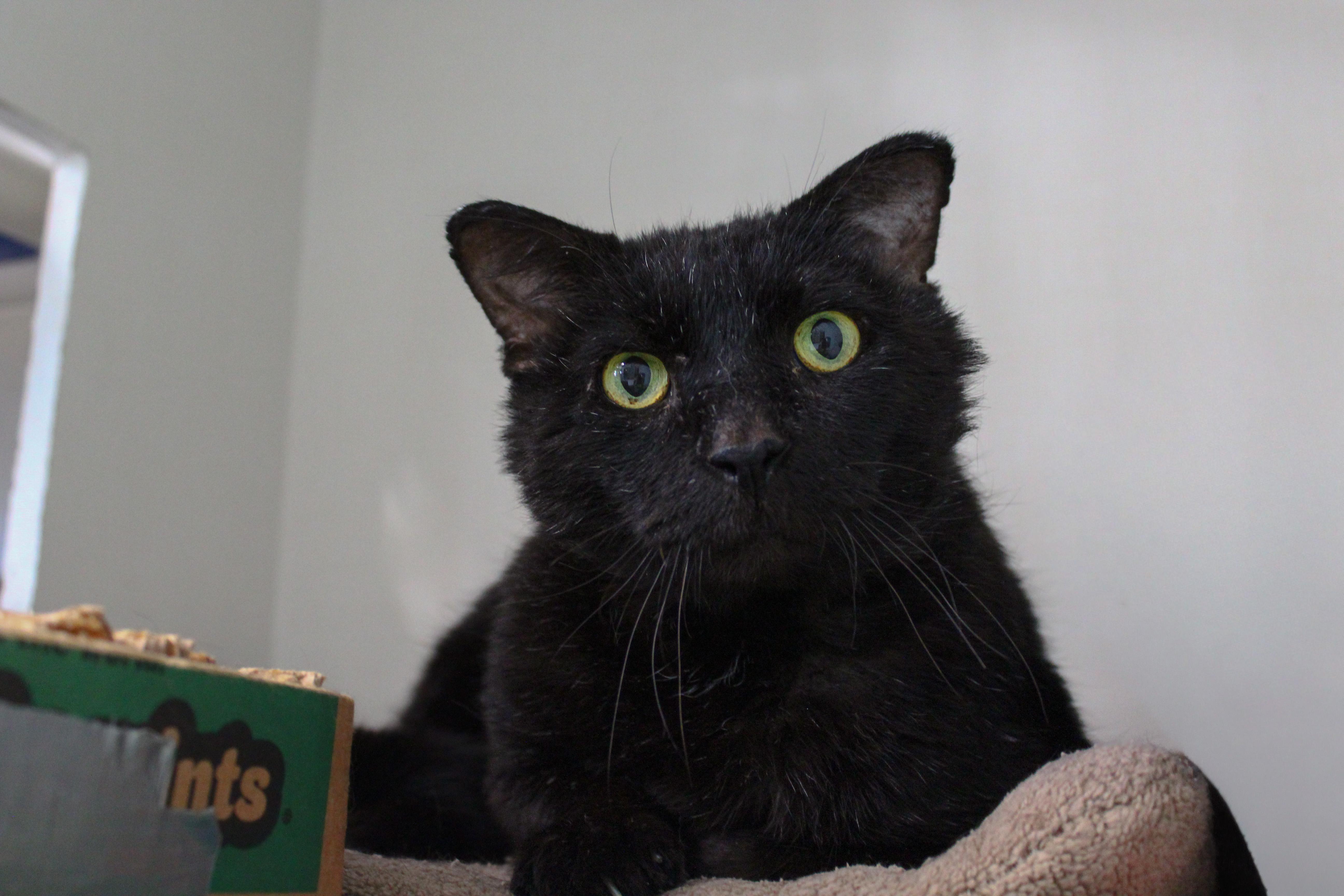 Mr Crisp, ADOPTABLE, Adult Male Domestic Short Hair.