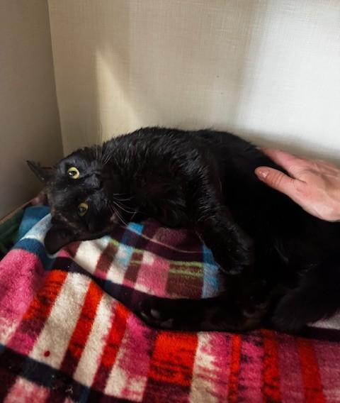 Enlarge Mr Crisp, a ADOPTABLE Domestic Short Hair in Hutchinson, MN image 3/6