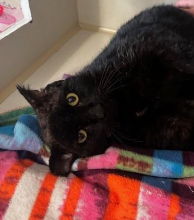 Enlarge Mr Crisp, a ADOPTABLE Domestic Short Hair in Hutchinson, MN image 2/6