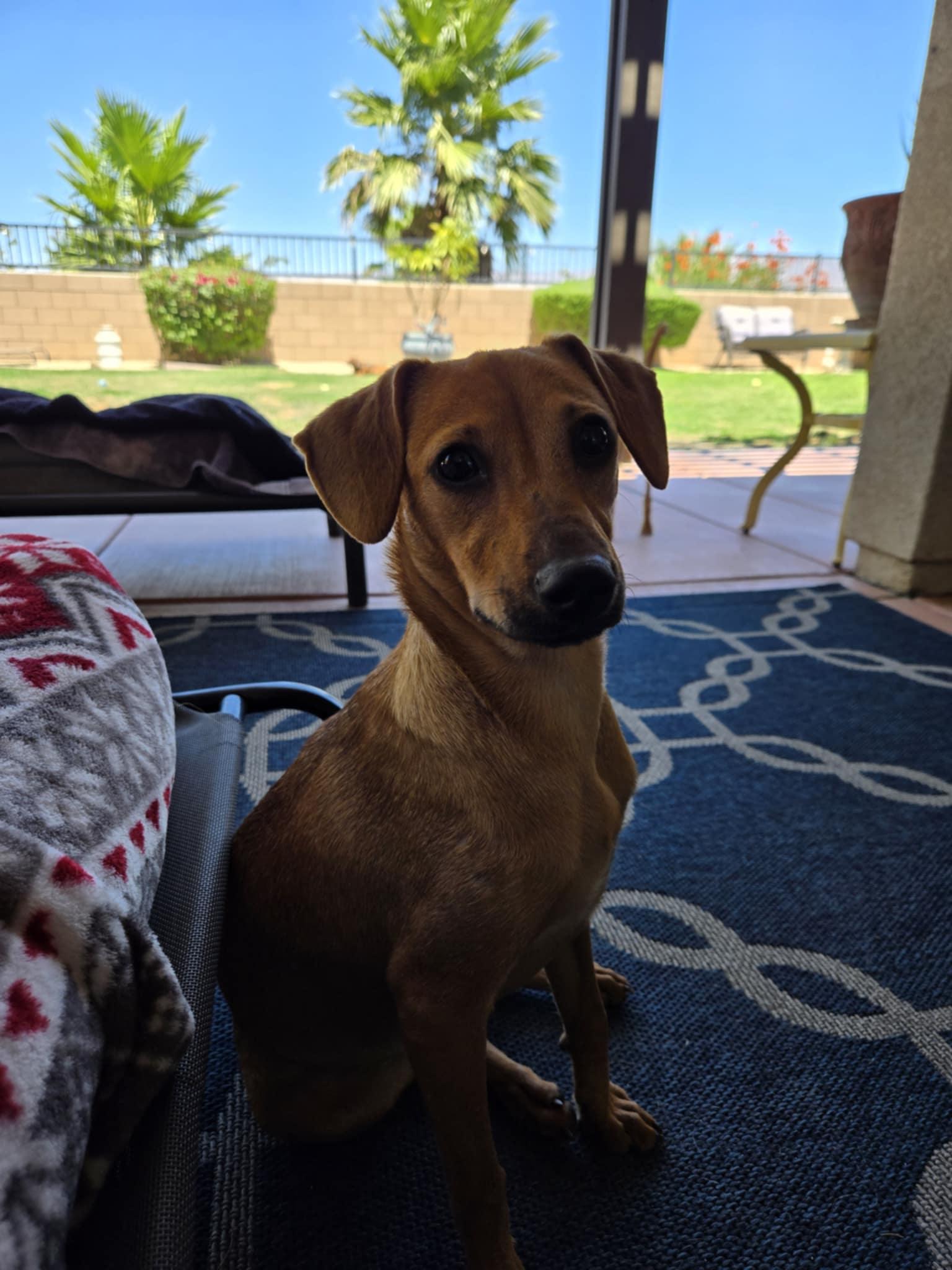 Adopt Tina
