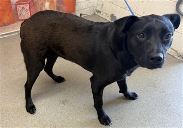Enlarge CLOVER BELLE, a Adoptable mixed breed in San Bernardino, CA image 1/1