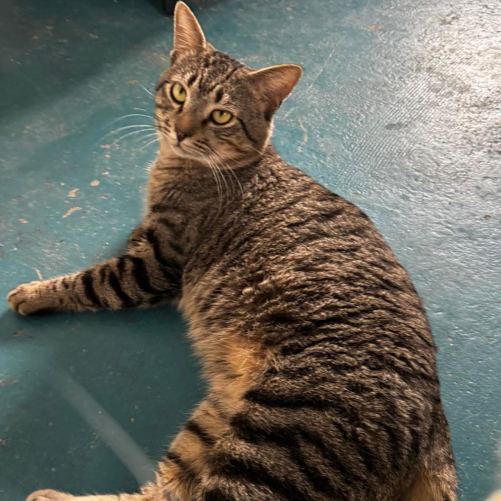 Tiki, Adoptable, Adult Female Domestic Short Hair.