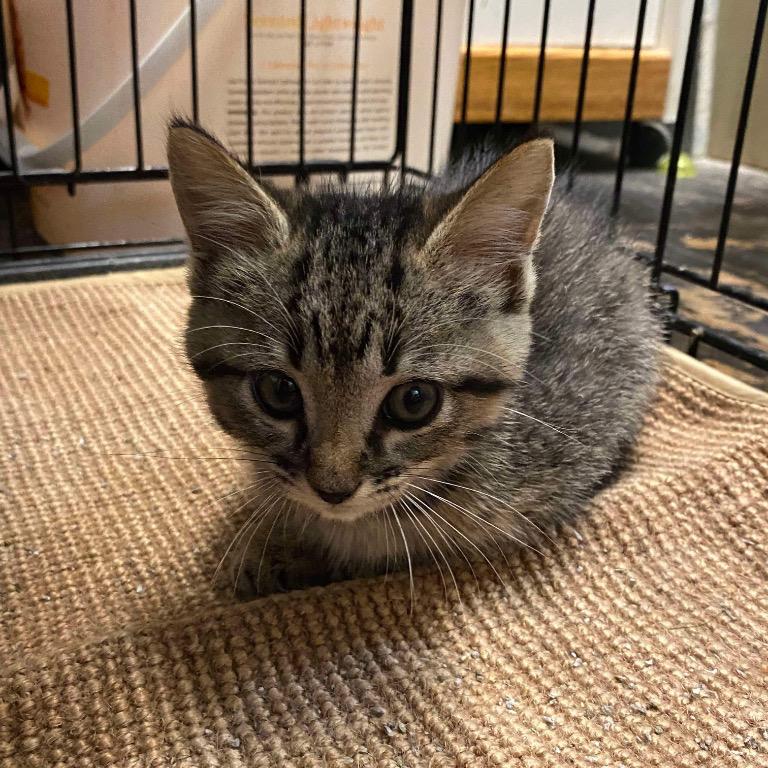 Tiki, a Adoptable Domestic Short Hair in Eufaula, AL image 2/2