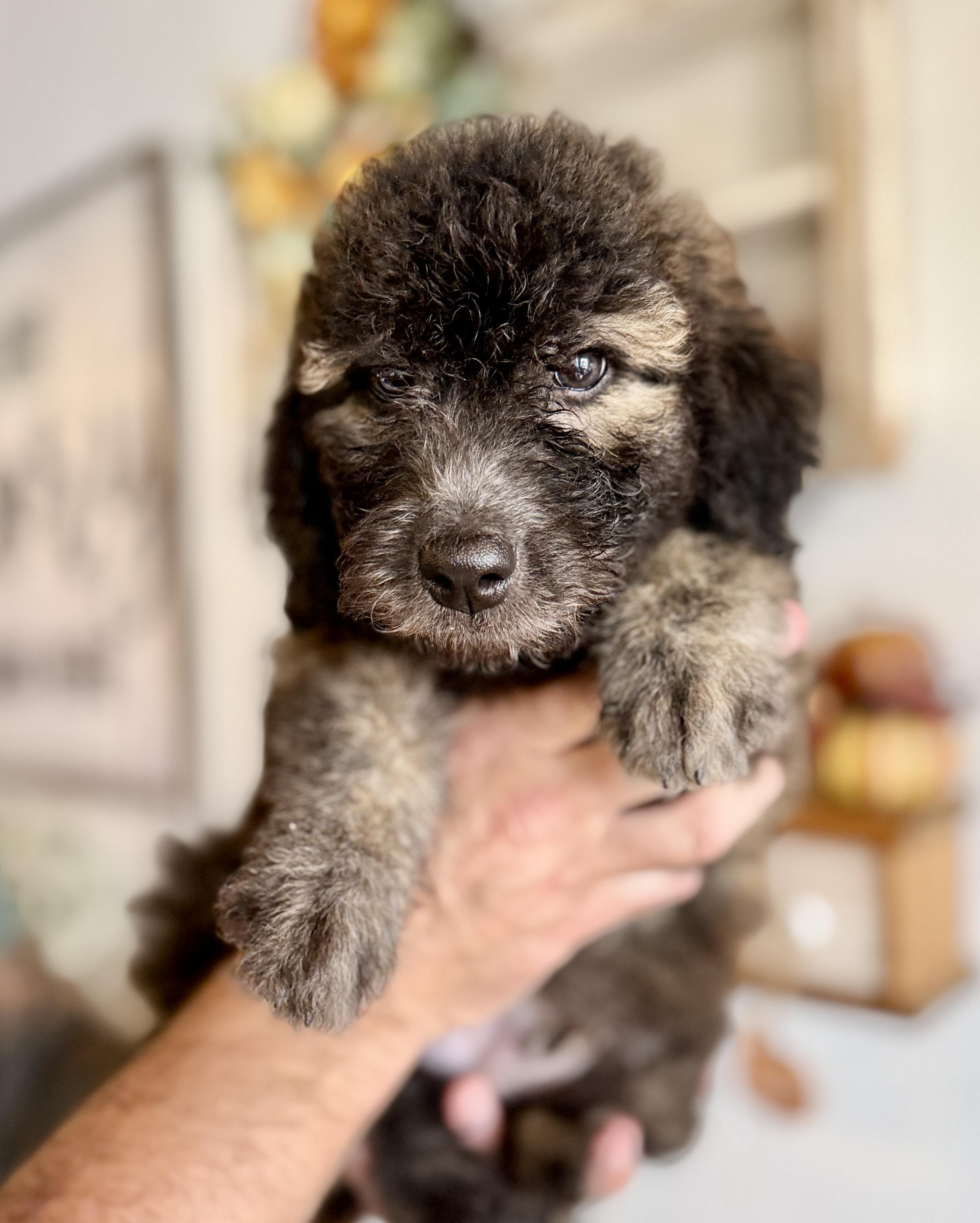 Enlarge Jeffrey, a Adoptable Labradoodle in Hales corners, WI image 1/5
