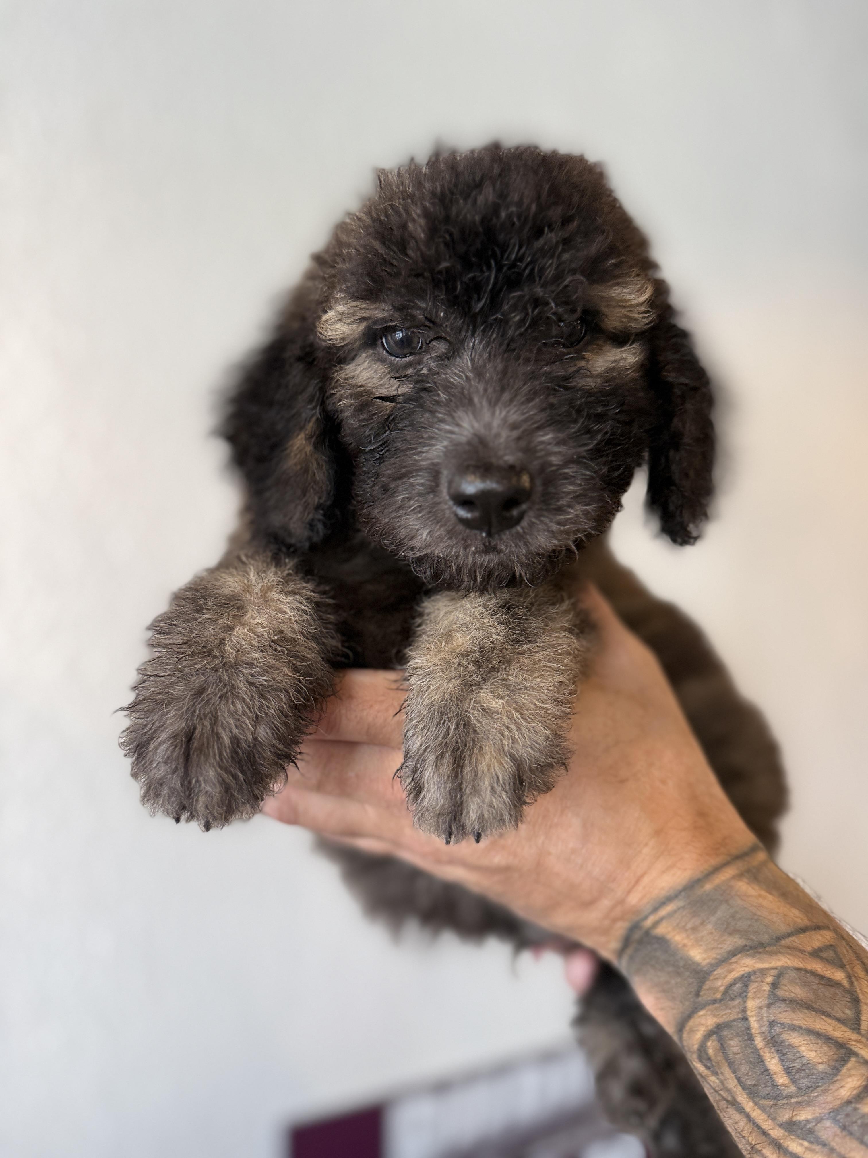 Enlarge Jeffrey, a Adoptable Labradoodle in Hales corners, WI image 2/5
