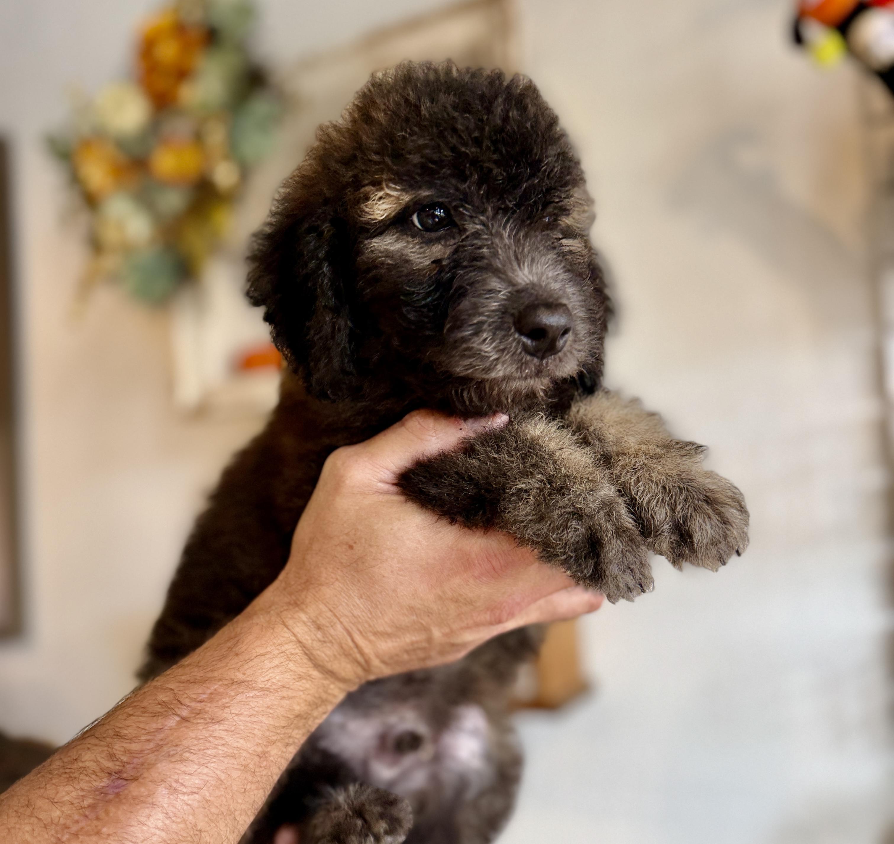Enlarge Jeffrey, a Adoptable Labradoodle in Hales corners, WI image 4/5