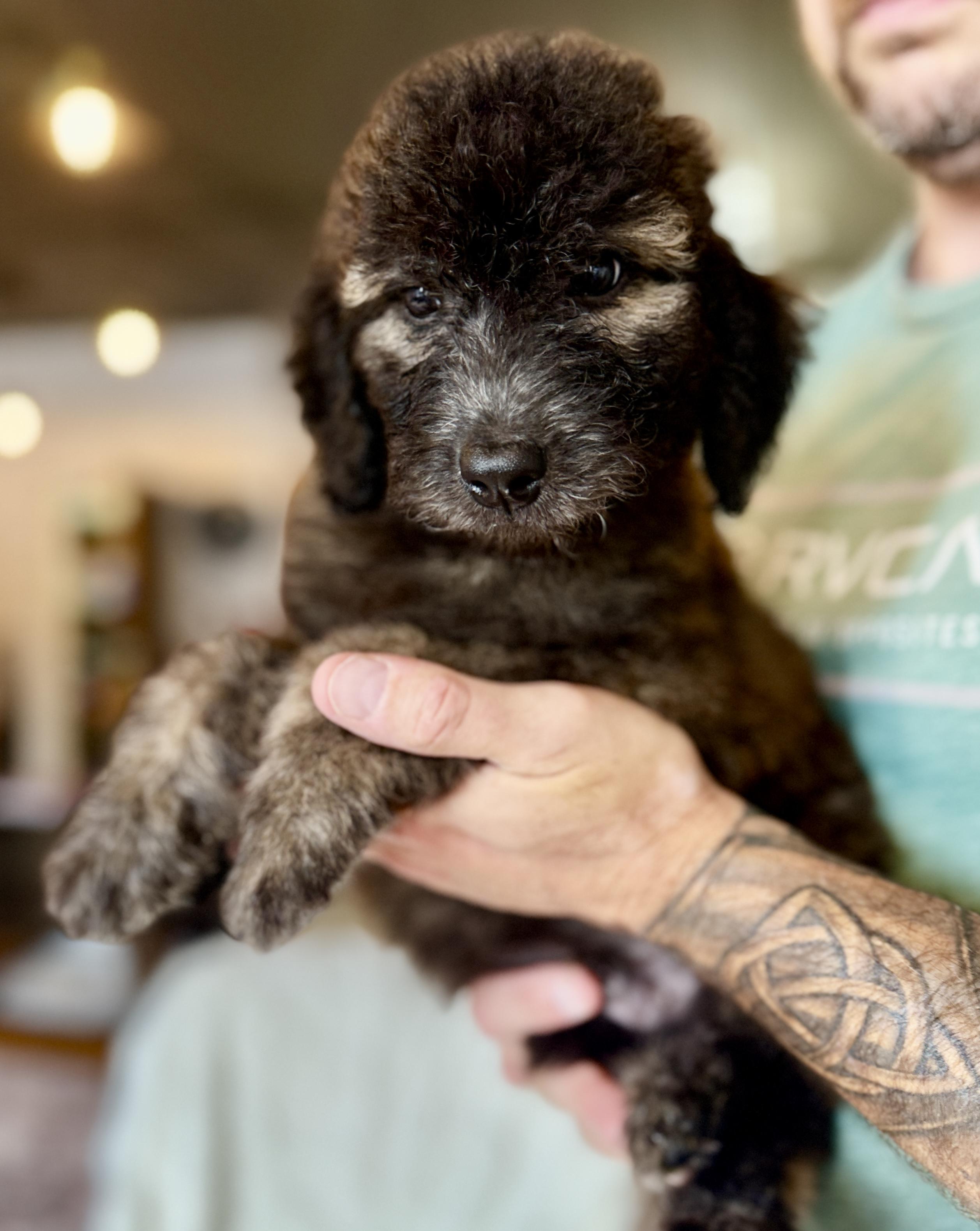 Enlarge Jeffrey, a Adoptable Labradoodle in Hales corners, WI image 5/5
