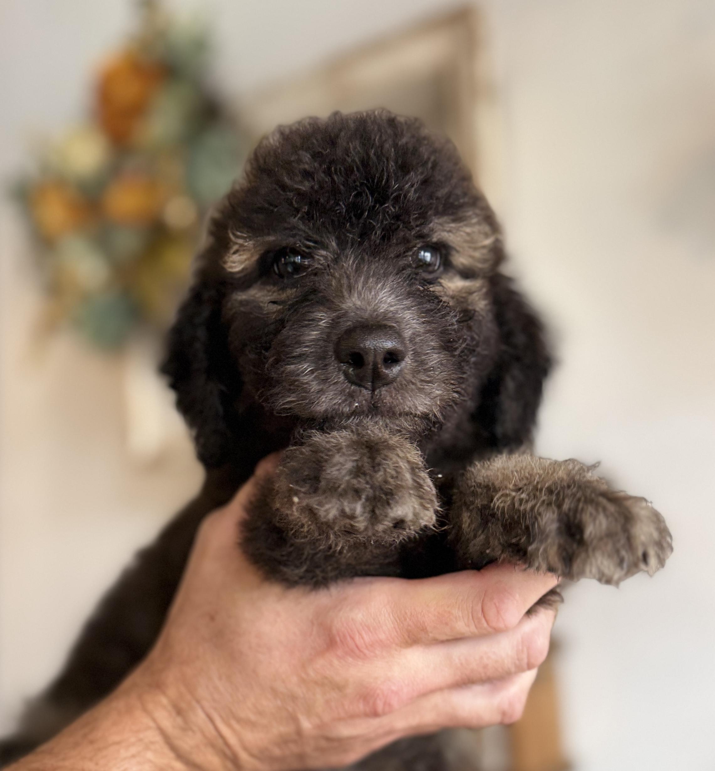 Enlarge Jeffrey, a Adoptable Labradoodle in Hales corners, WI image 3/5