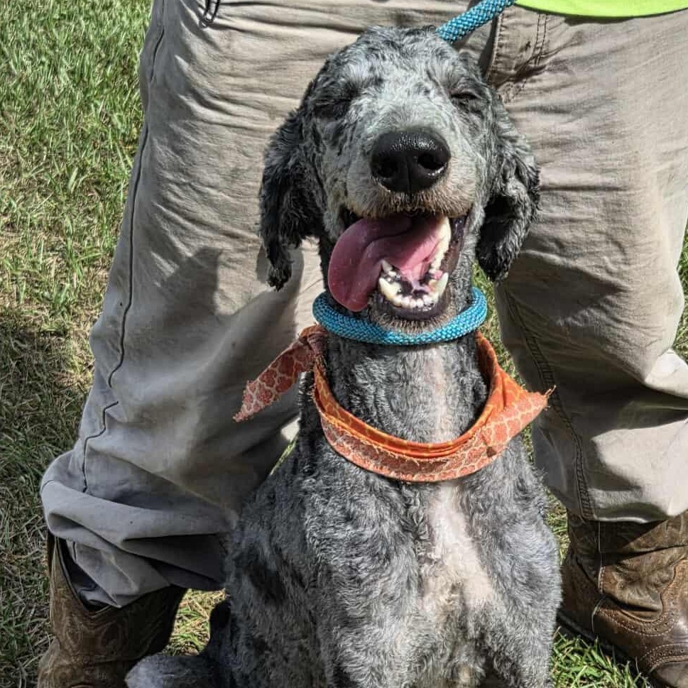 Daily, an adoptable Aussiedoodle, Standard Poodle in Tylertown, MS, 39667 | Photo Image 1
