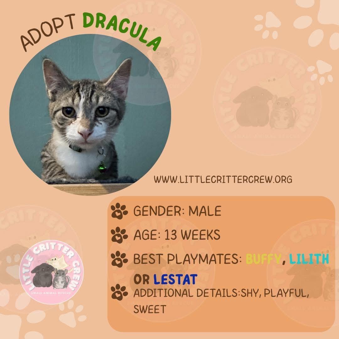 Enlarge Dracula, a Adoptable American Shorthair in Eugene, OR image 1/1