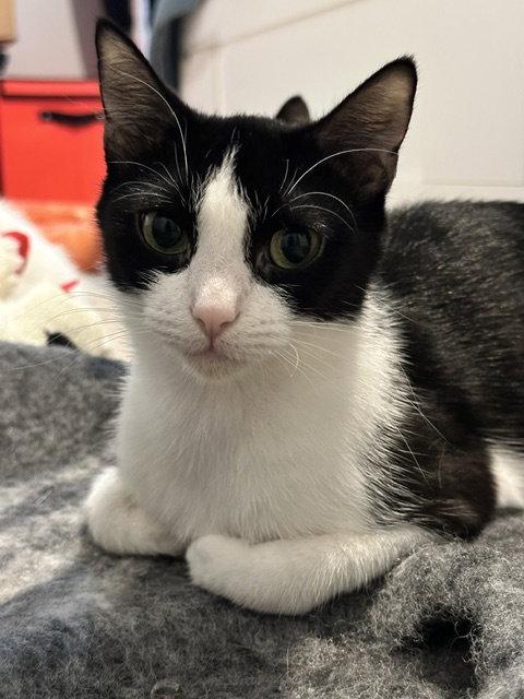 Hope, Adoptable, Young Female Tuxedo.
