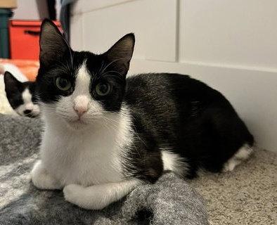 Enlarge Hope, a Adoptable Tuxedo in Rockville, MD image 2/2