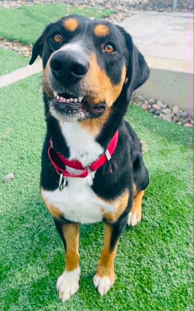 Kyle, Adoptable, Adult Male Catahoula Leopard Dog & Golden Retriever.