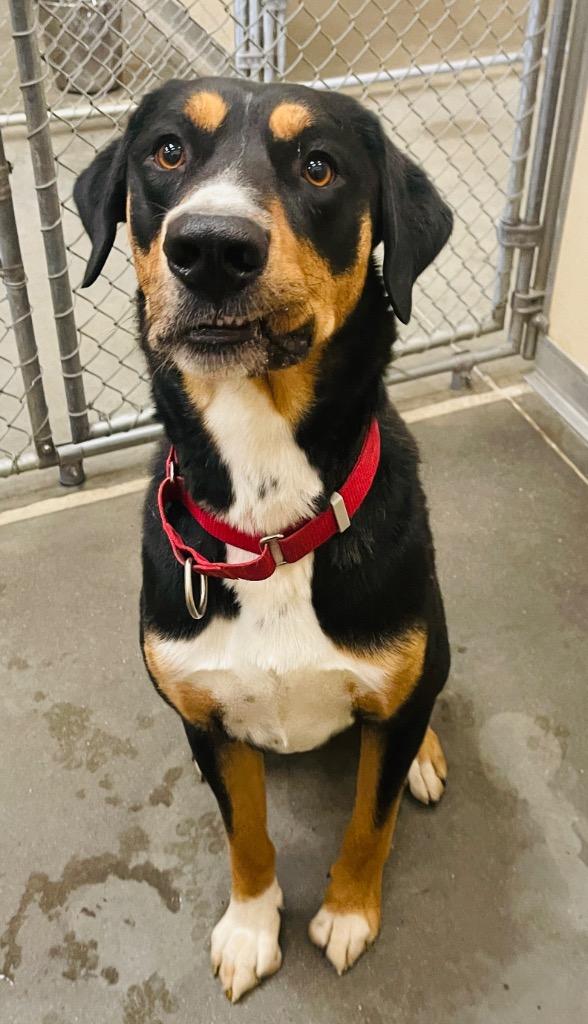 Kyle, a Adoptable mixed breed in Green River, WY image 3/5