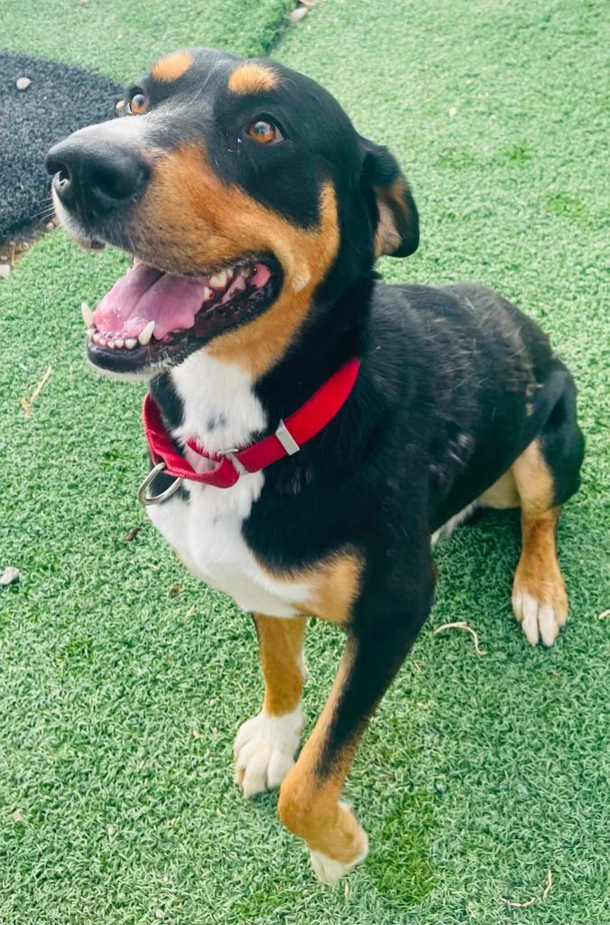 Kyle, a Adoptable mixed breed in Green River, WY image 5/5