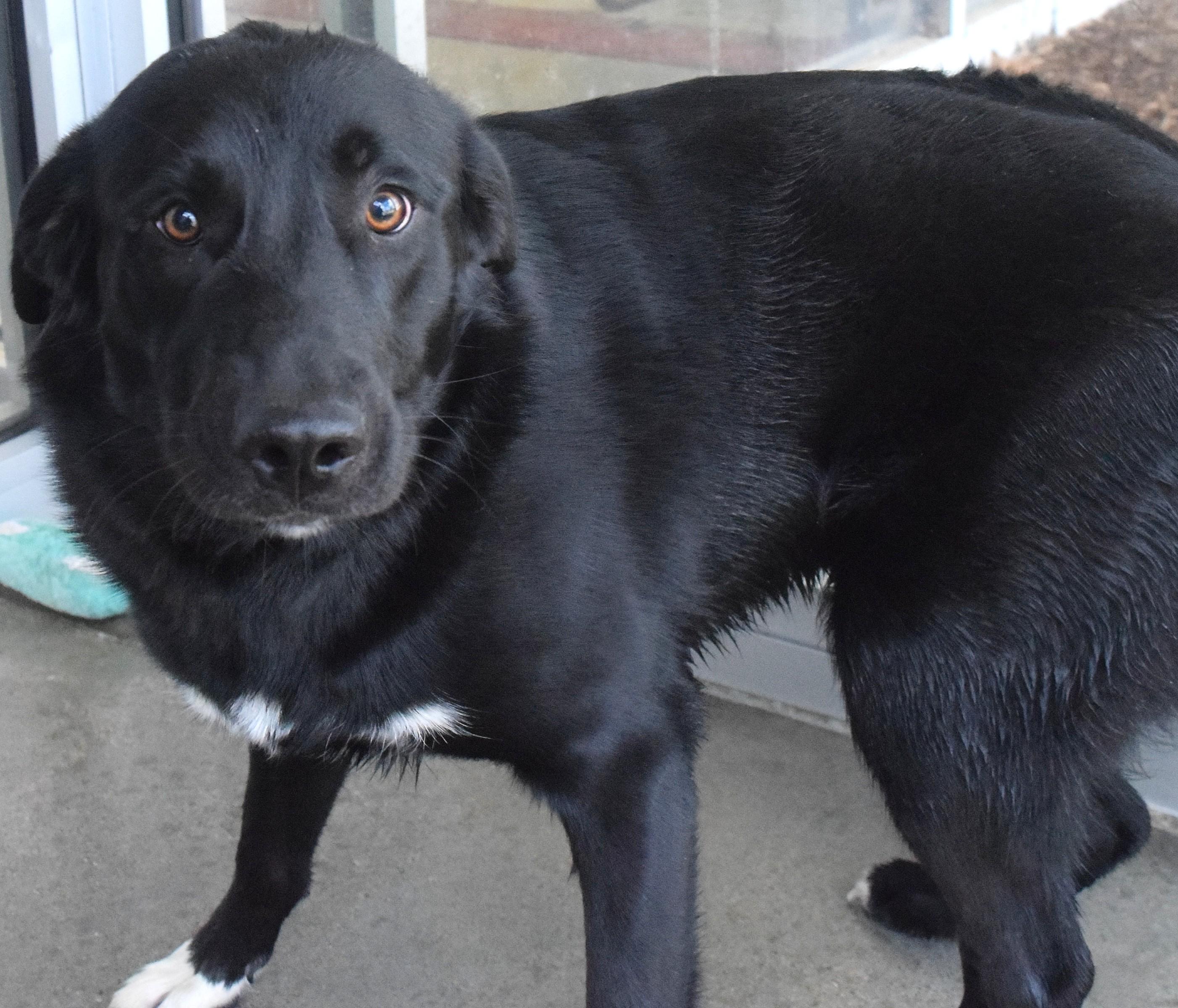 #22052 "Nash", ADOPTABLE, Adult Male Border Collie.