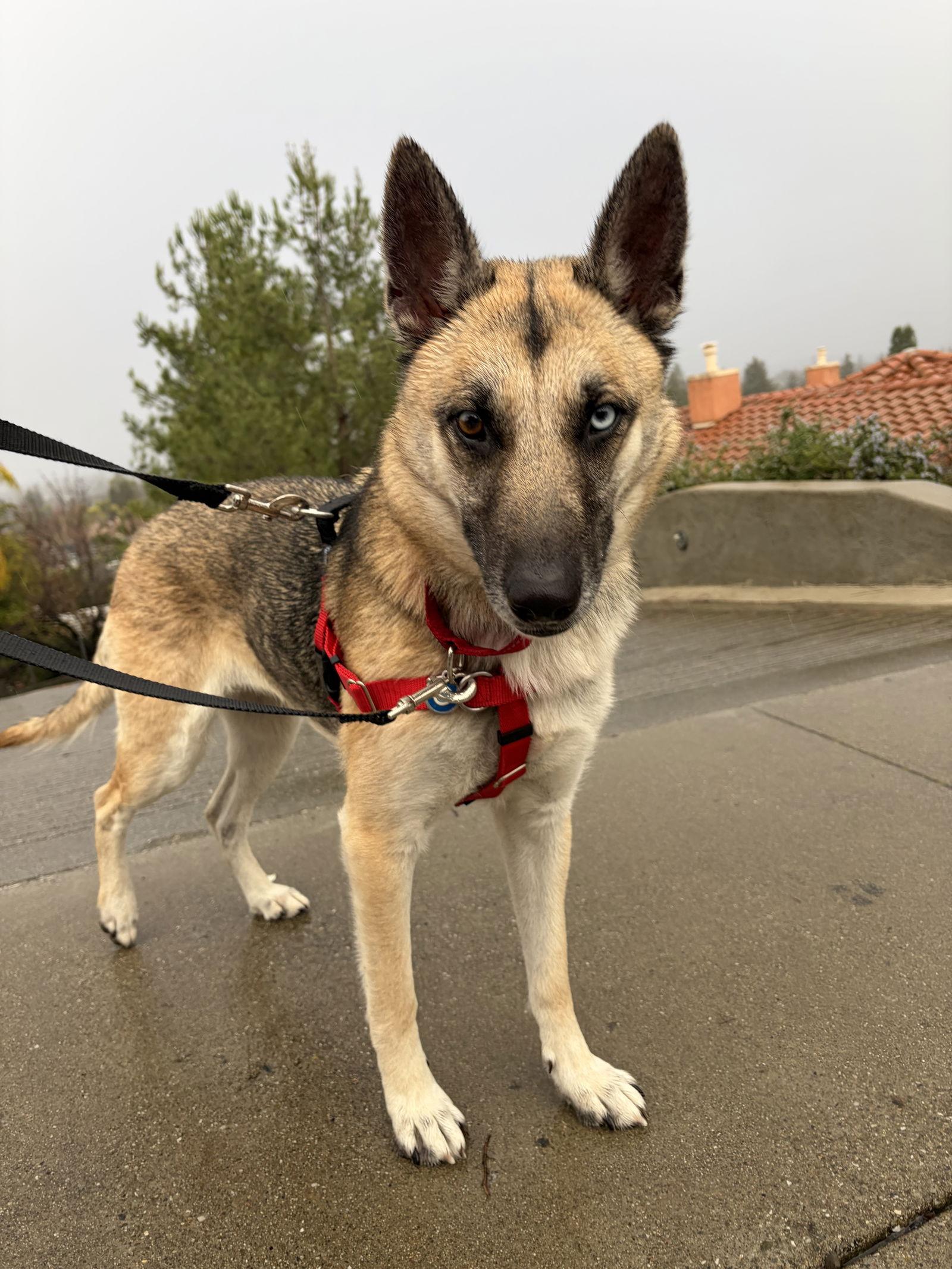 Enlarge Nova, a Adopted mixed breed in San Jose, CA image 1/4