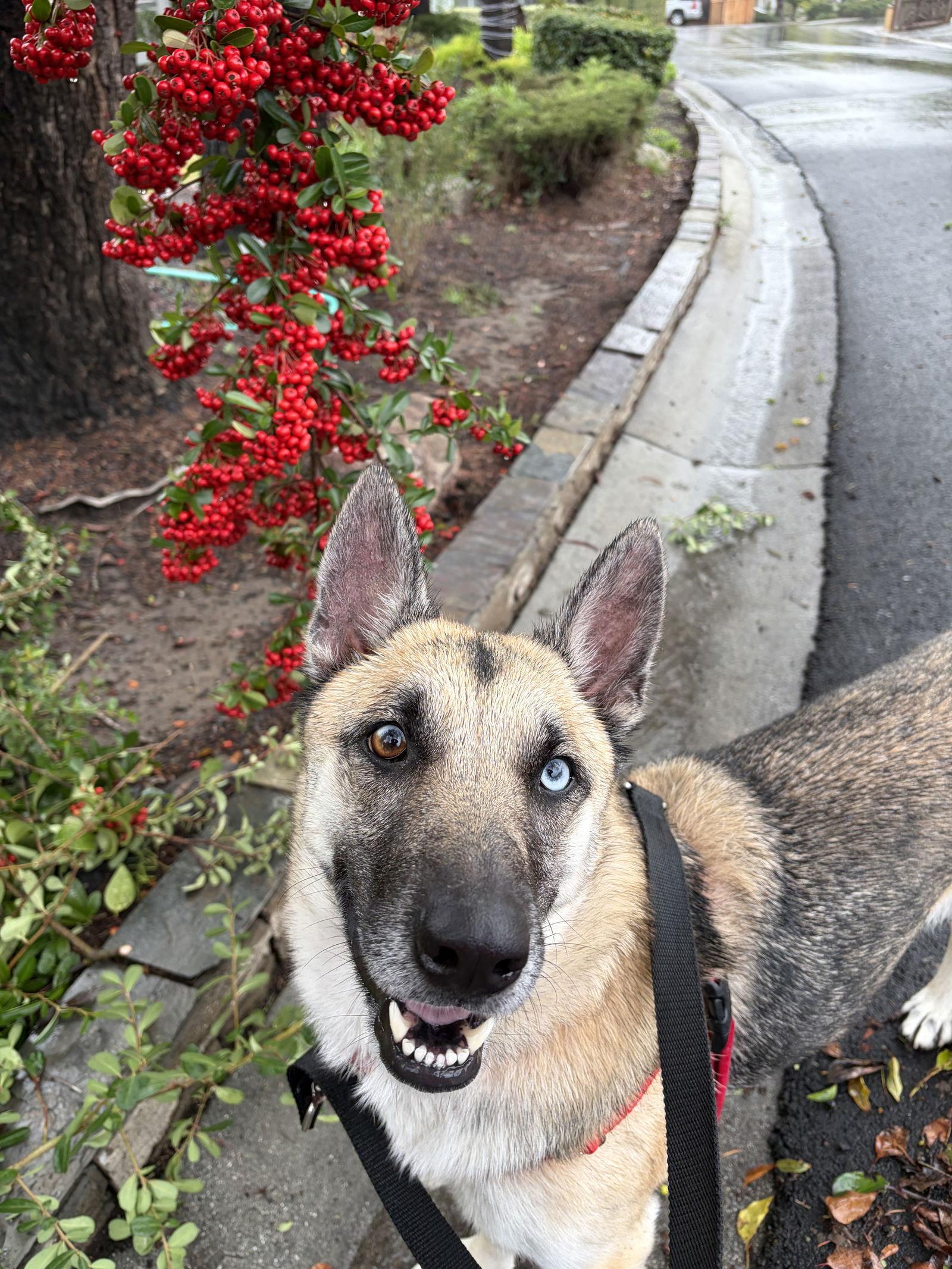 Enlarge Nova, a Adopted mixed breed in San Jose, CA image 2/4