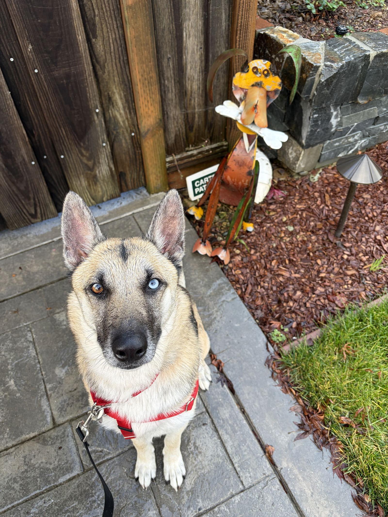 Enlarge Nova, a Adopted mixed breed in San Jose, CA image 3/4