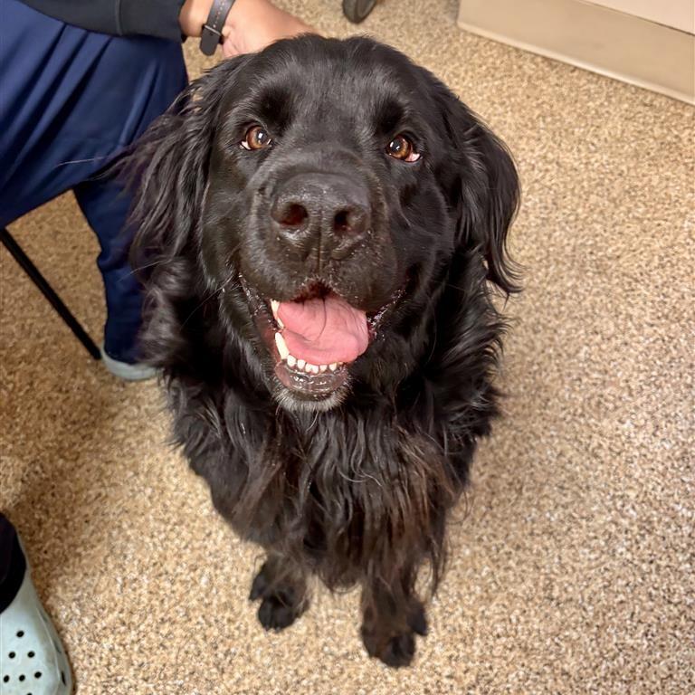 Theo, Adoptable, Adult Male Black Labrador Retriever & Newfoundland Dog.