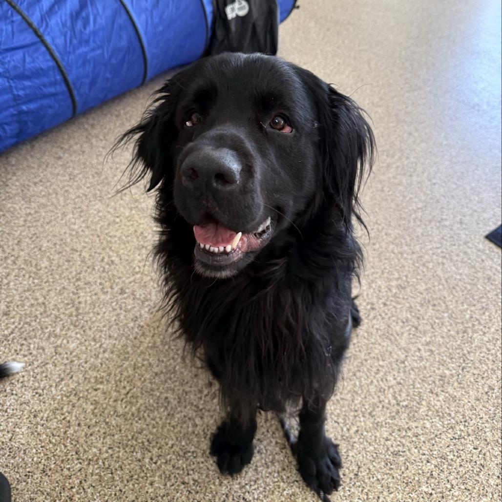 Enlarge Theo, a Adoptable mixed breed in Tempe, AZ image 3/6