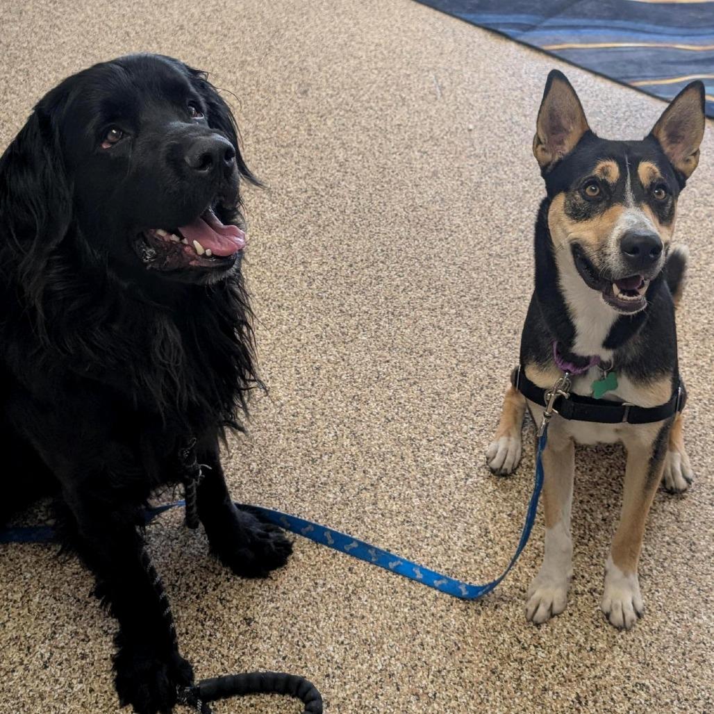 Enlarge Theo, a Adoptable mixed breed in Tempe, AZ image 4/6