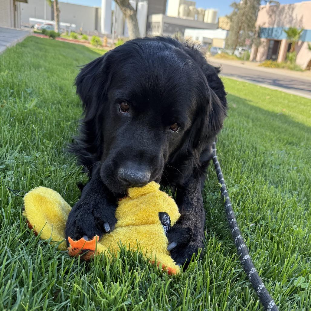 Enlarge Theo, a Adoptable mixed breed in Tempe, AZ image 5/6