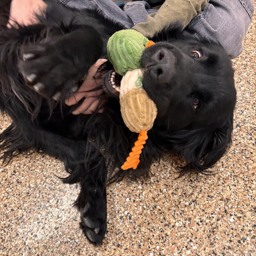 Enlarge Theo, a Adoptable mixed breed in Tempe, AZ image 6/6
