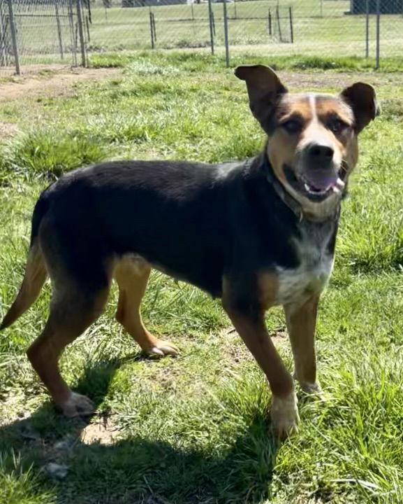 Susie, Adoptable, Adult Female Cattle Dog.