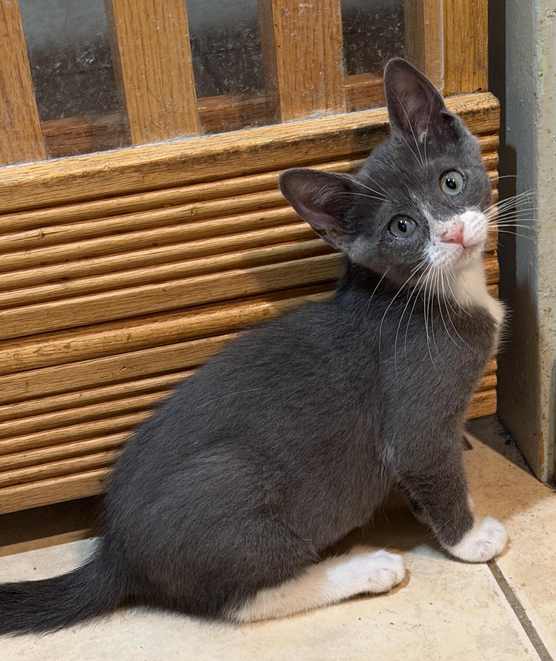 Pebbles, Adoptable, Kitten Female Domestic Short Hair.