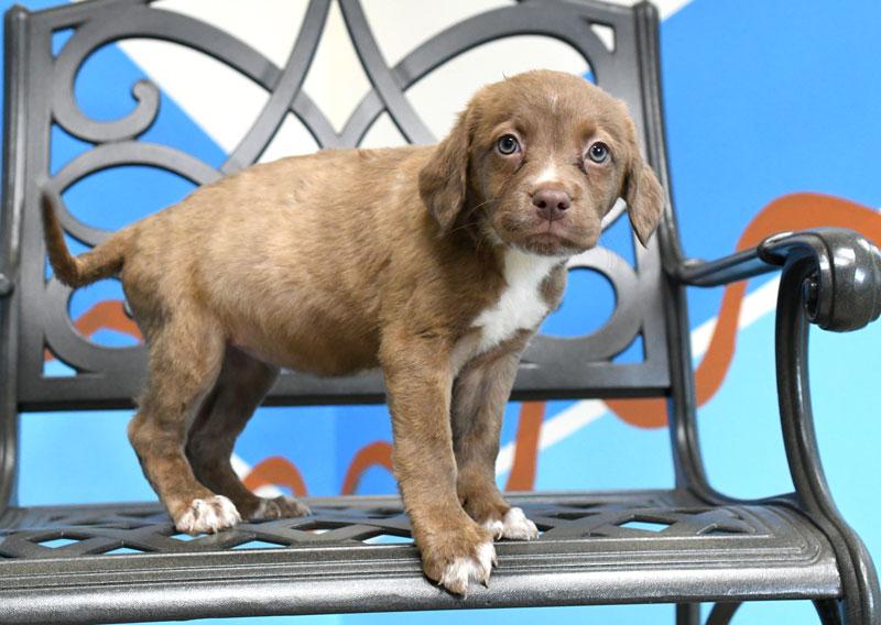 Enlarge Tiki #22515, a ADOPTABLE mixed breed in Monroe, GA image 3/3