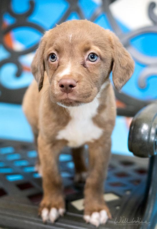 Tiki #22515, ADOPTABLE, Puppy Female Retriever & Pit Bull Terrier.