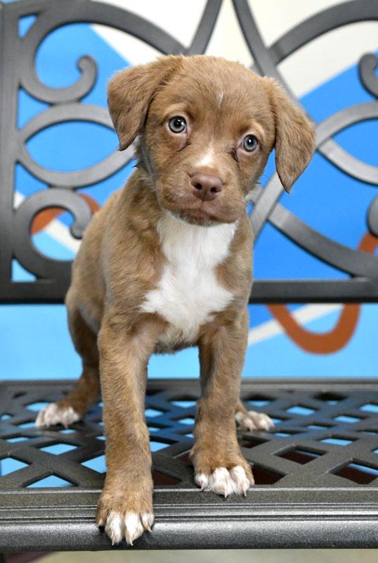 Enlarge Tiki #22515, a ADOPTABLE mixed breed in Monroe, GA image 2/3