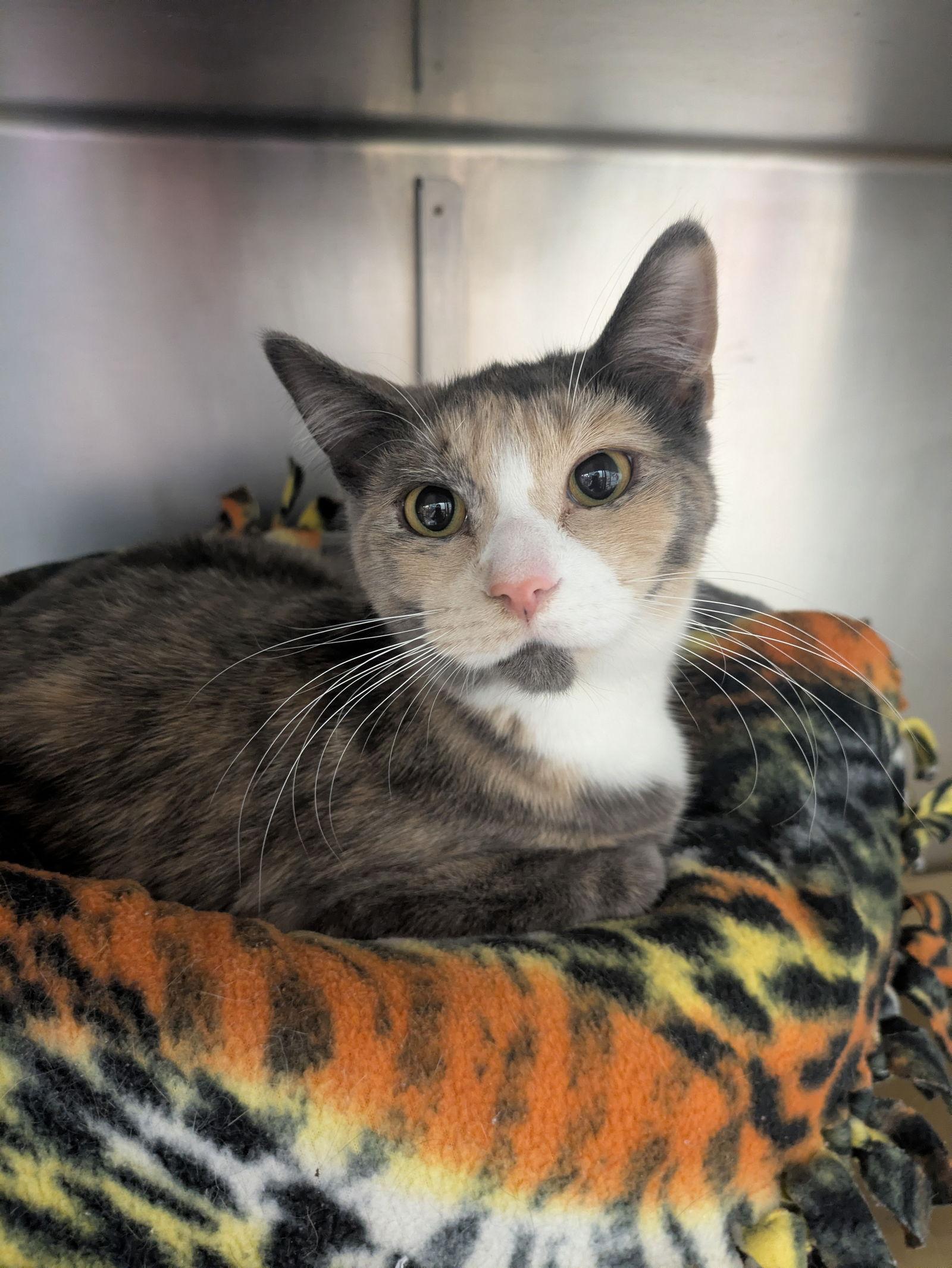 Enlarge Donut, a Adopted mixed breed in Island Lake, IL image 3/3