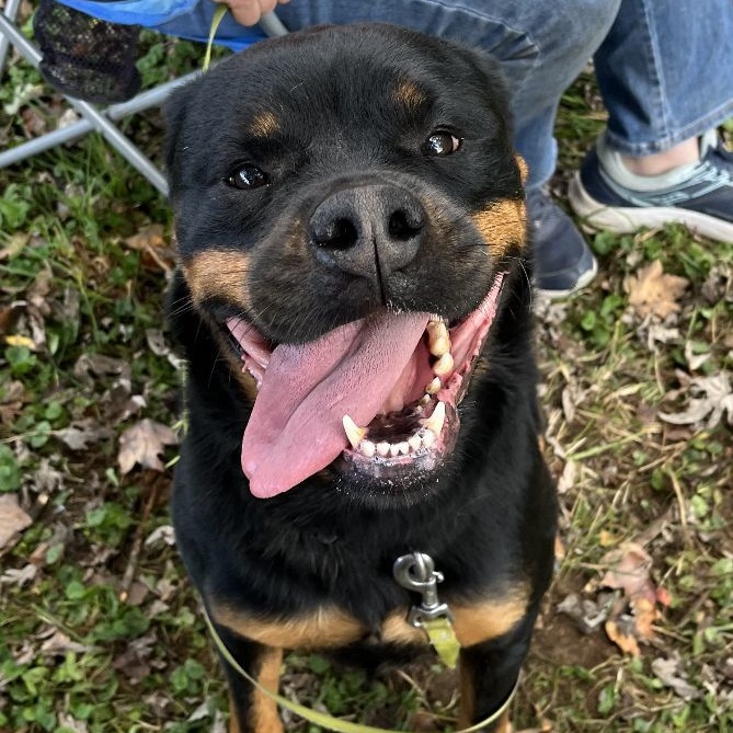 SNICKERS 2, a Adoptable Rottweiler in Floyd, VA image 2/6